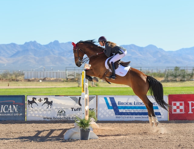 The Importance of Quality Horse Jump Equipment