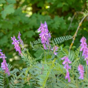 The Health Benefits and Applications of Astragalus Root in Modern Wellness Practices